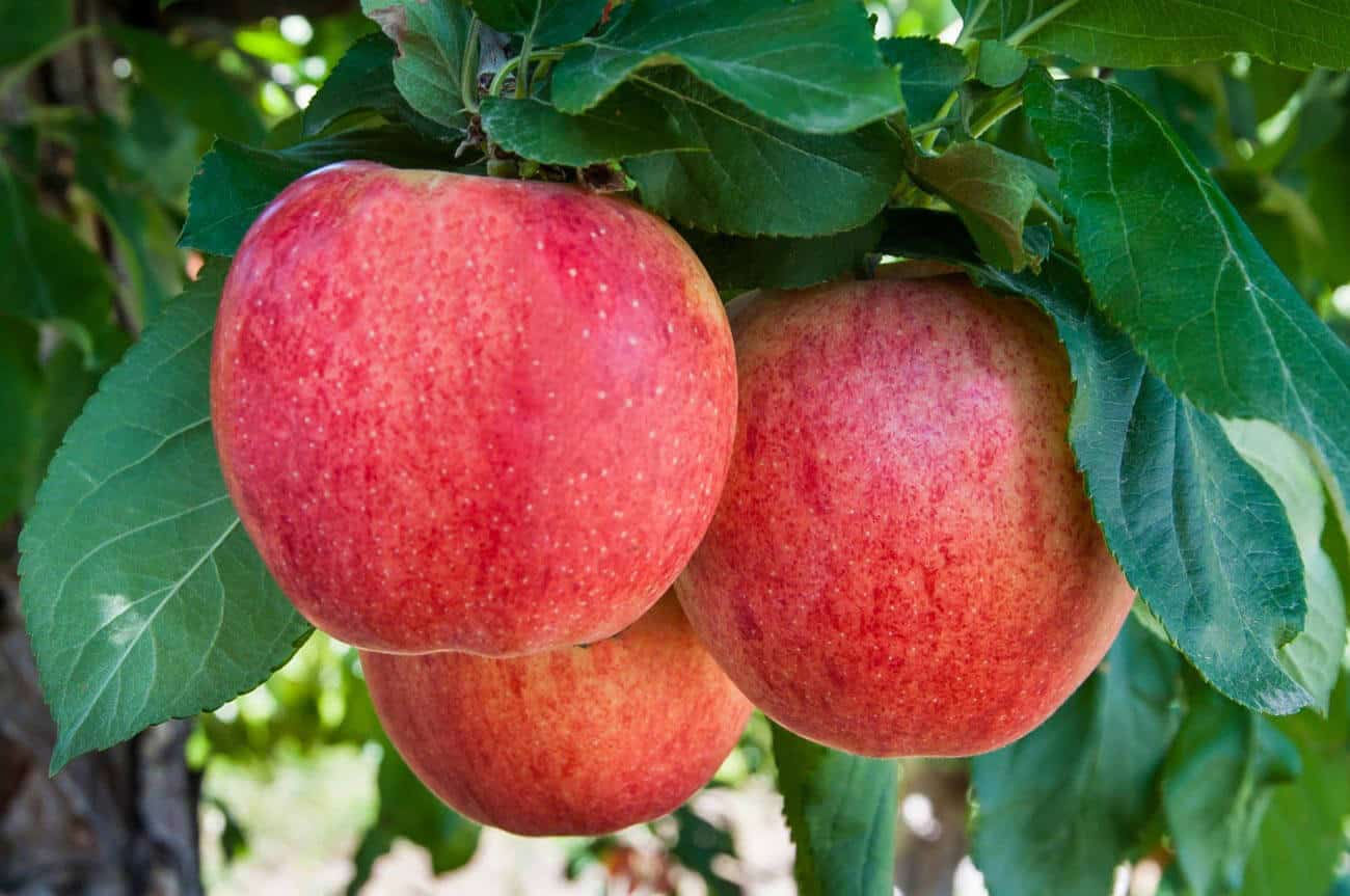 Apple on an apple tree.