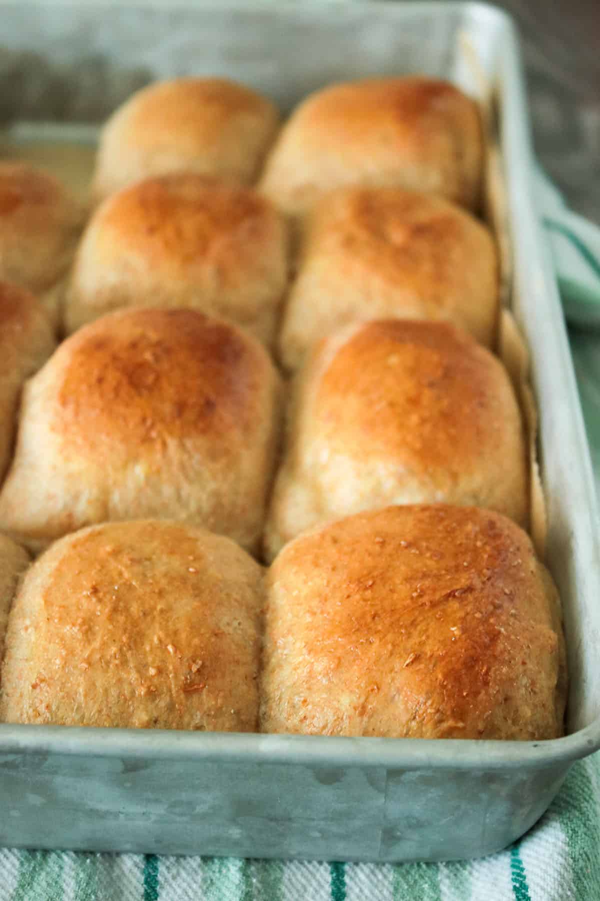 Freshly baked whole wheat potato dinner rolls in the pan.