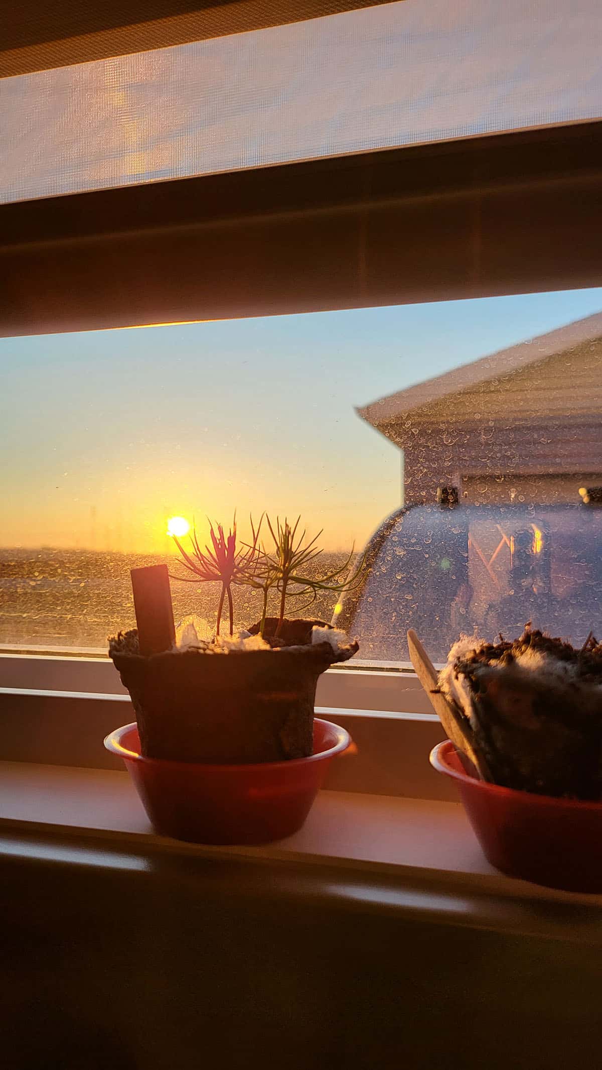A pot of seedling by the window.